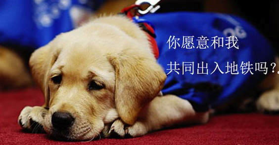 导盲犬进地铁，别“卡”在护具上
